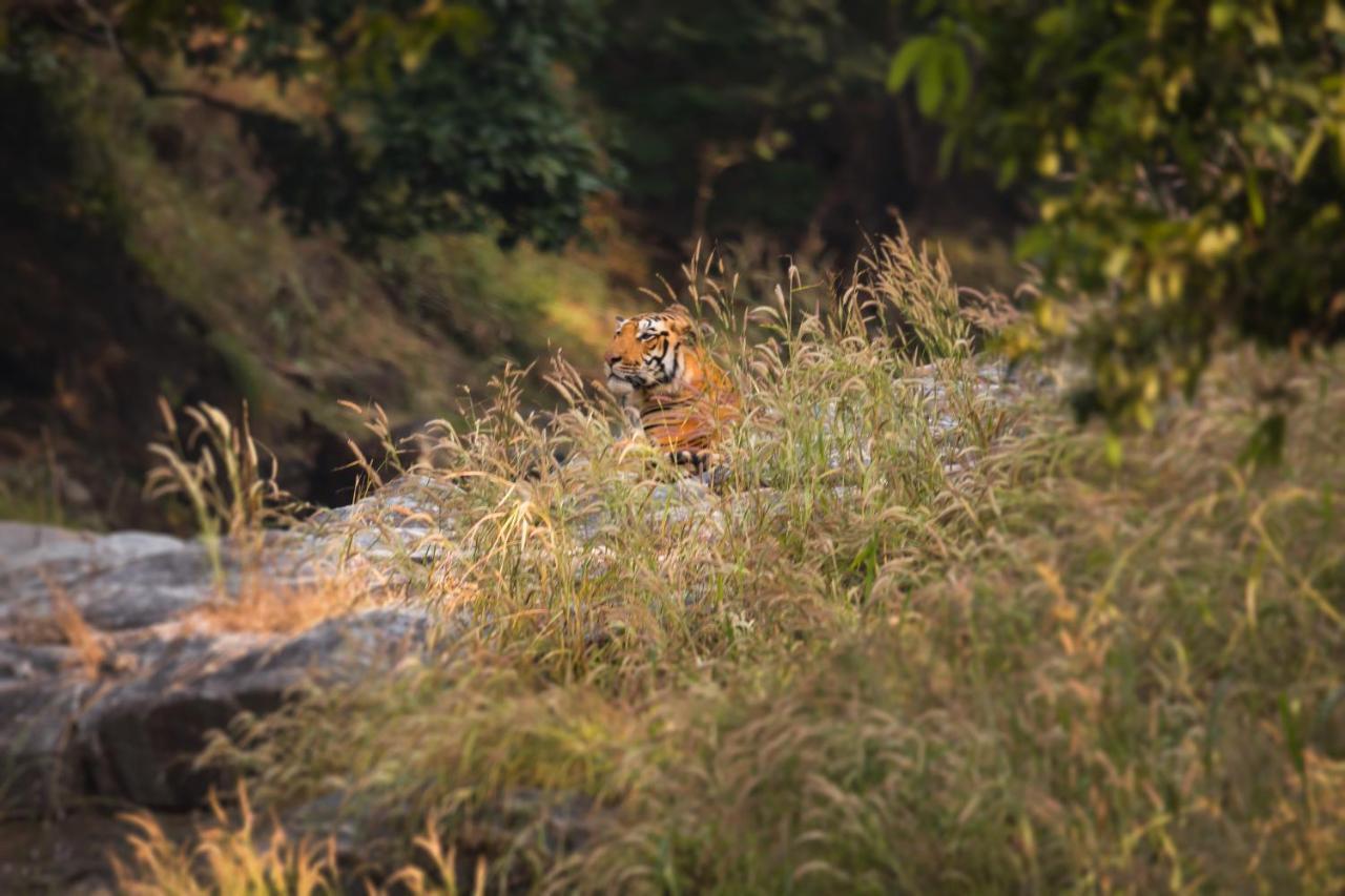 Pench Jungle Camp Hotell Khawāsa Exteriör bild